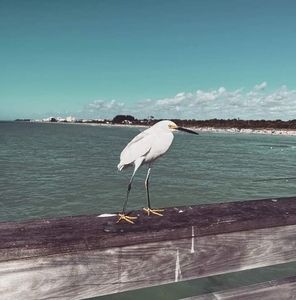 Meet your Posher, Vicky